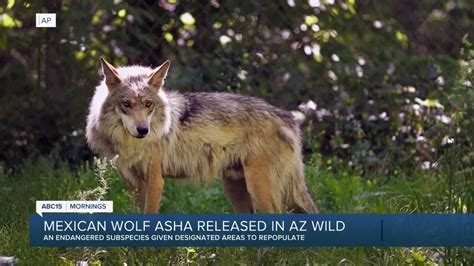 Female Mexican gray wolf released into wild in Arizona in move to help wolf’s recovery